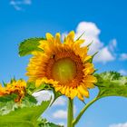 Sunflower looking to the sky