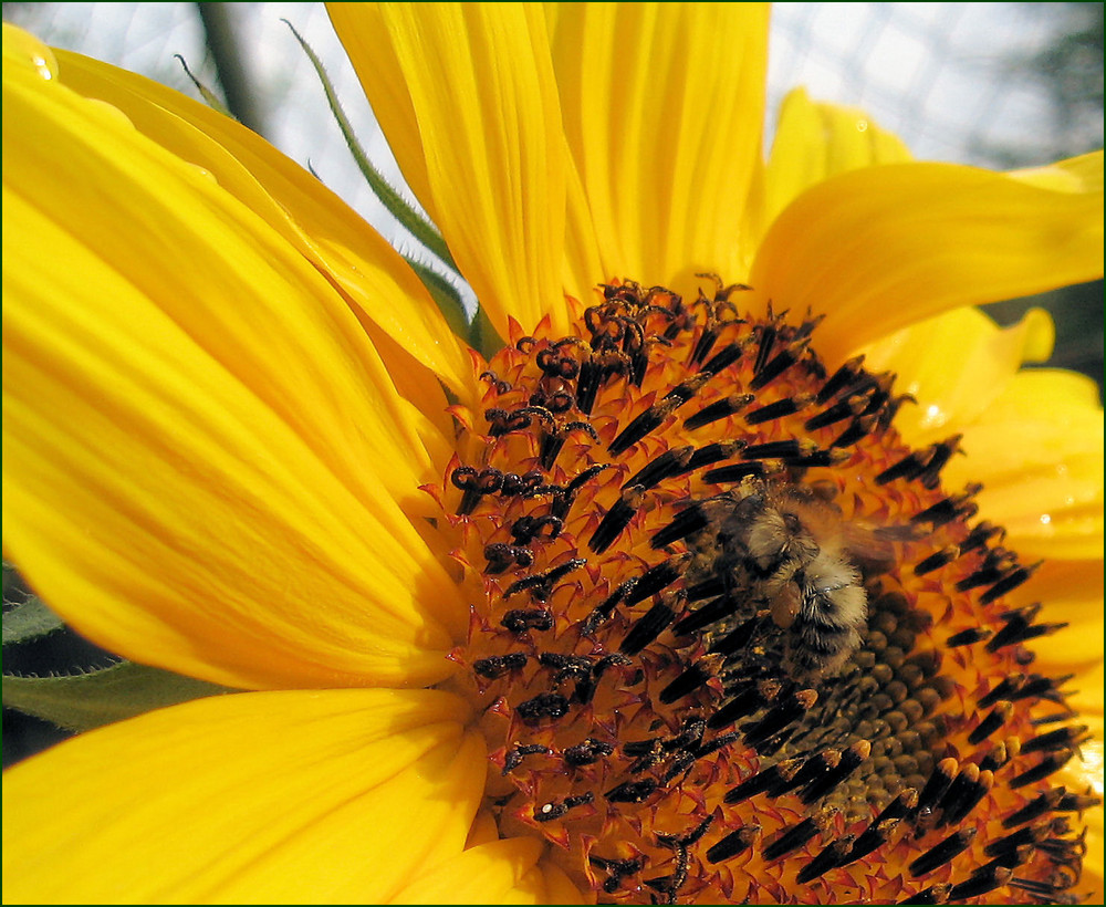 Sunflower mit Besuch...