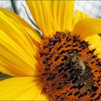 Sunflower mit Besuch...