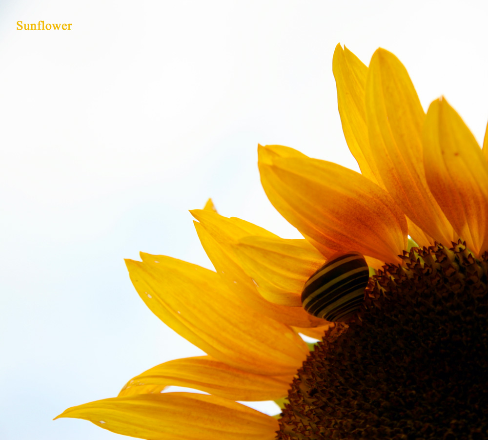 sunflower mit Schnecke