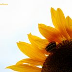 sunflower mit Schnecke