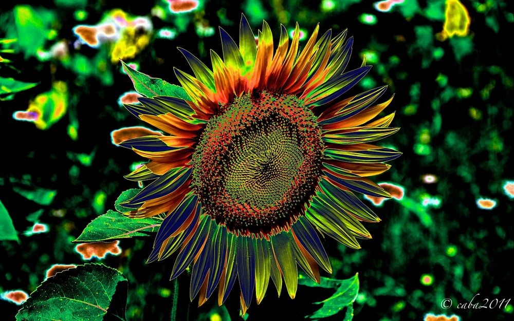 Sunflower multicolor