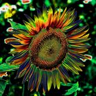 Sunflower multicolor