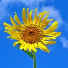 SunFlower on Sky