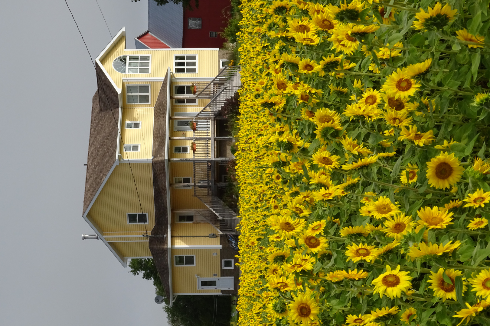 Sunflower panorama 