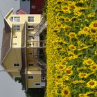 Sunflower panorama 