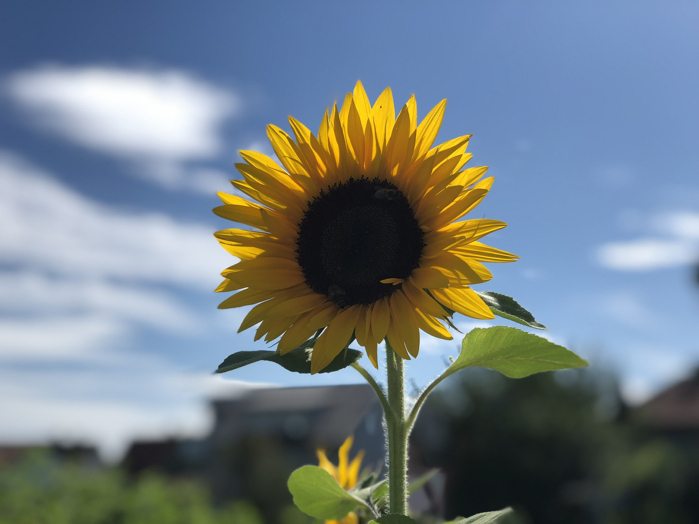 Sunflower Porträtiert 
