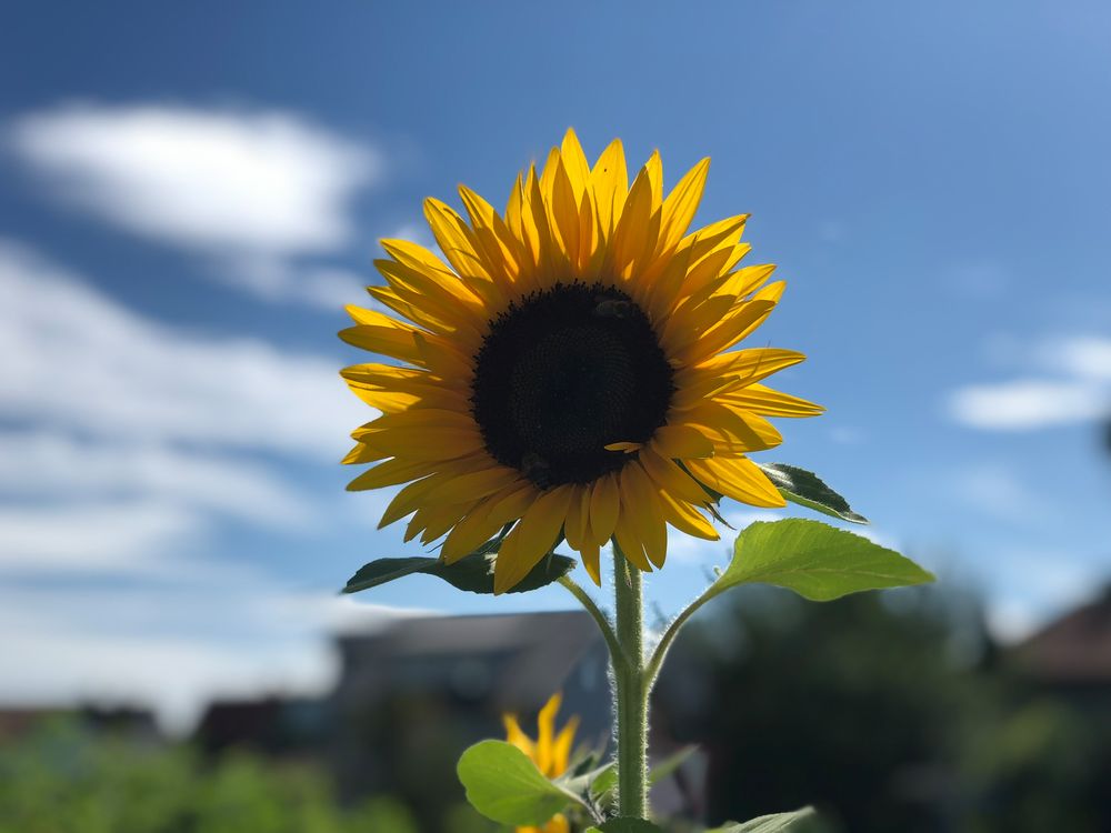 Sunflower Porträtiert 