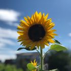 Sunflower Porträtiert 