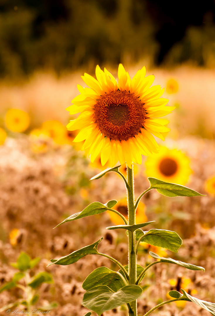 Sunflower Power