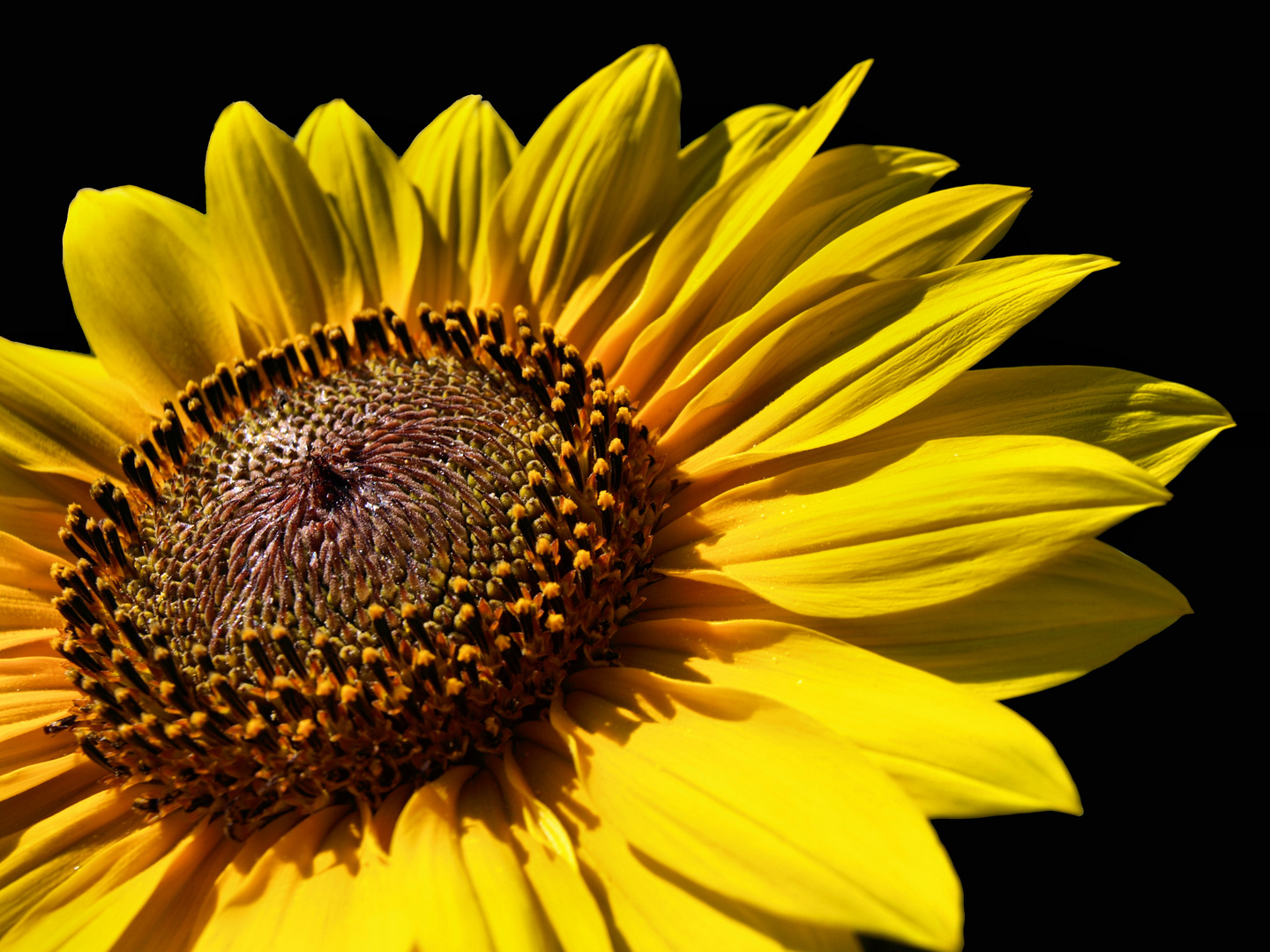 Sunflower Power!