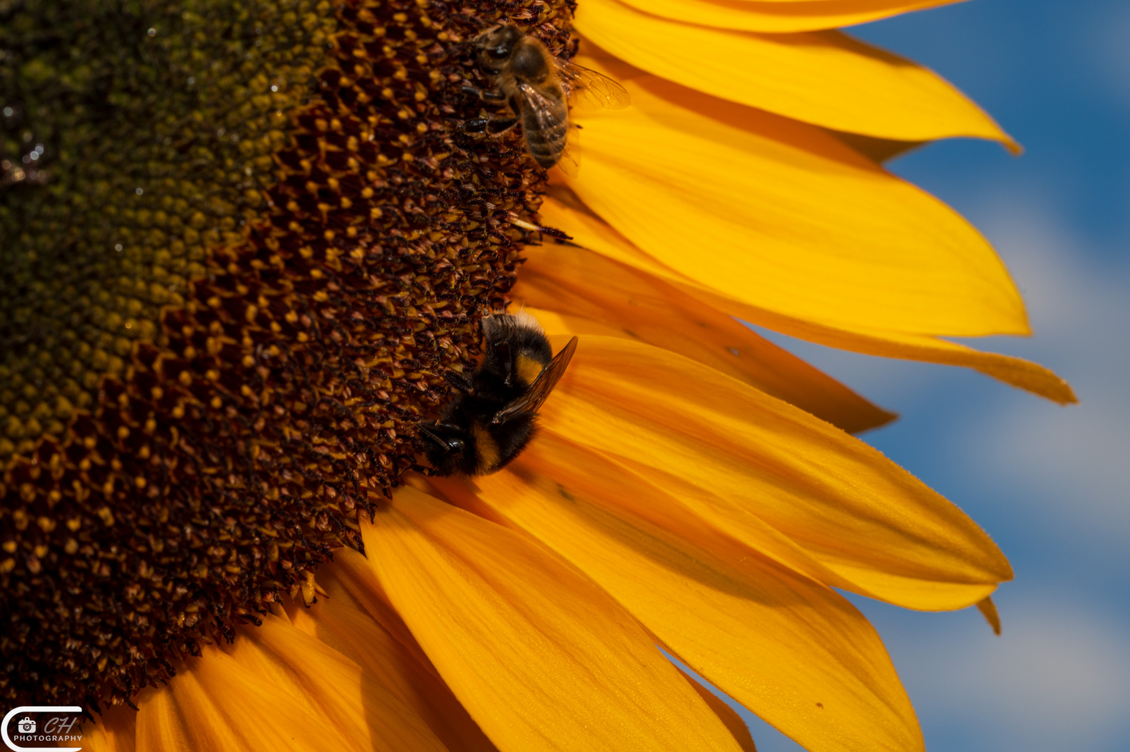 Sunflower power and bees 1