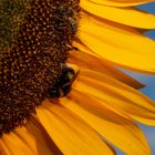 Sunflower power and bees 1