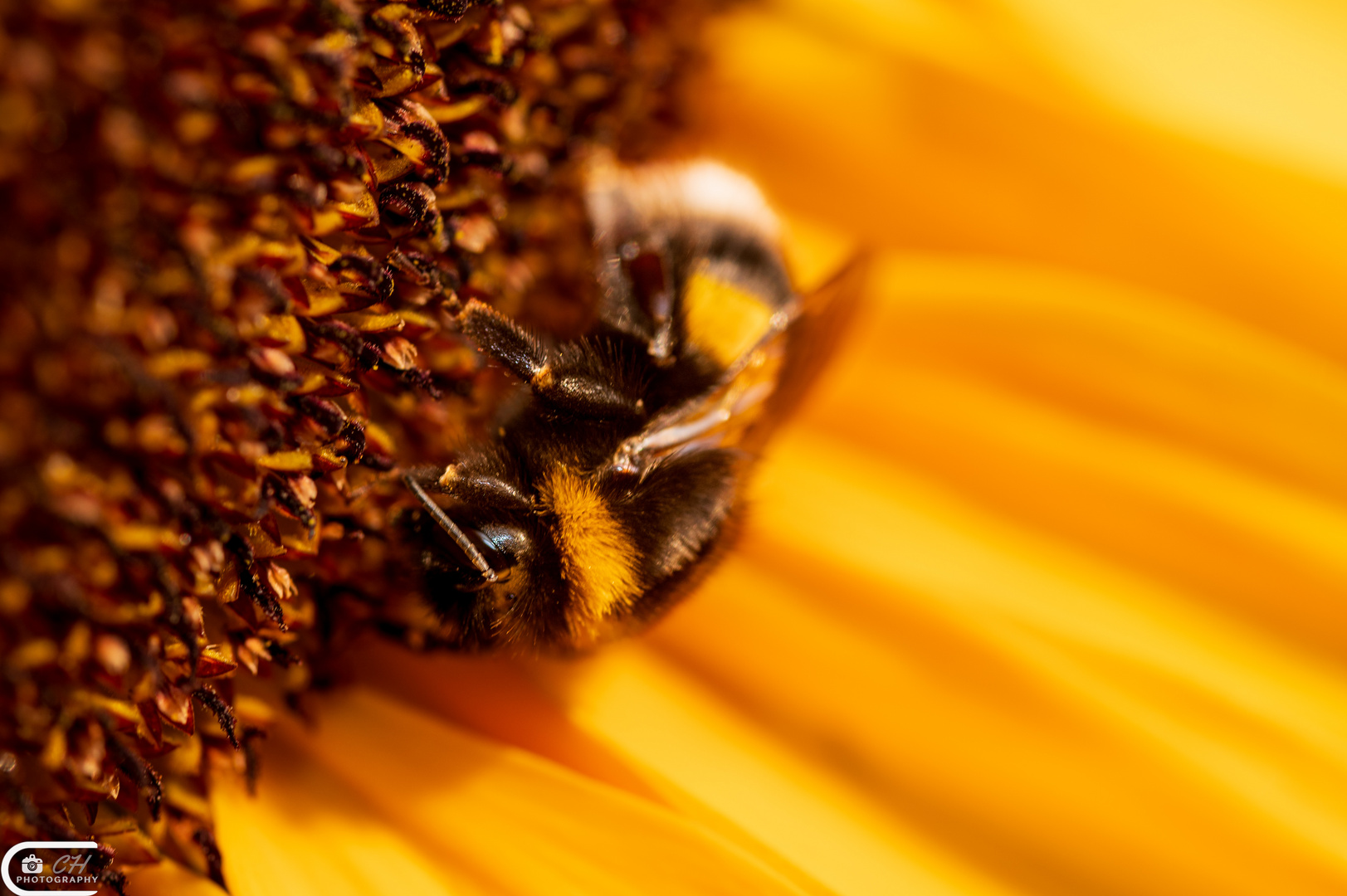 Sunflower power and bees 2