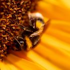 Sunflower power and bees 2