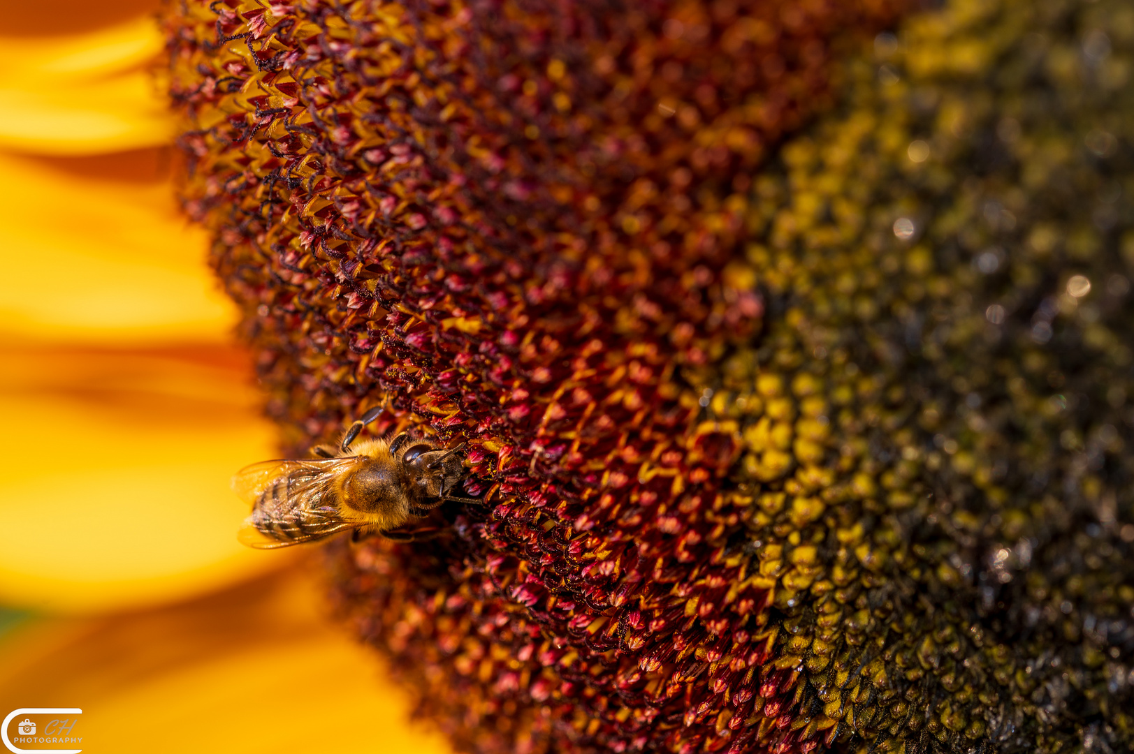 Sunflower power and bees 3