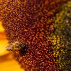 Sunflower power and bees 3