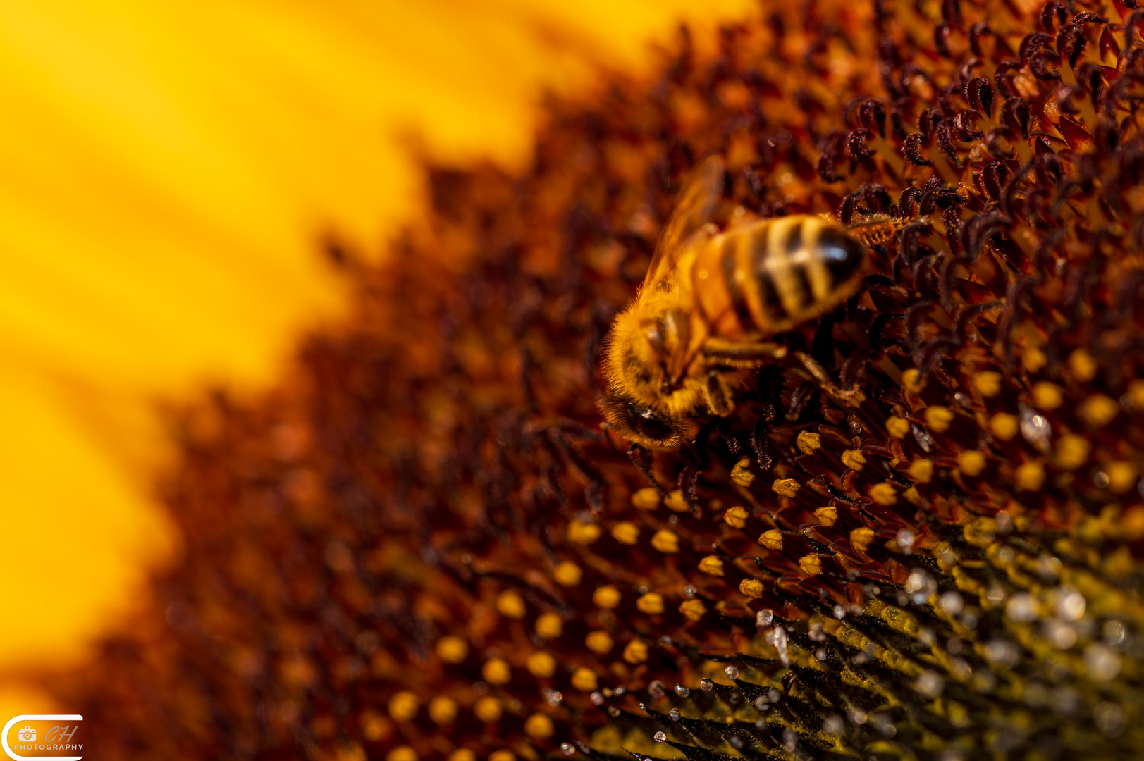 Sunflower power and bees 4