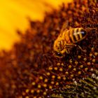 Sunflower power and bees 4