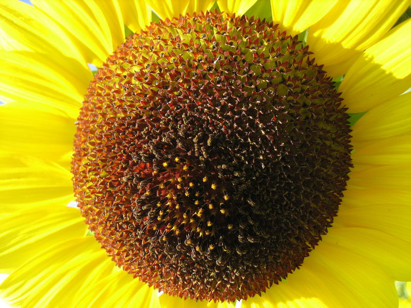 Sunflower Reloaded
