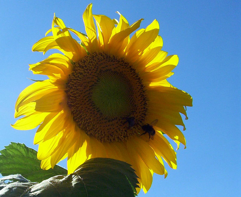 Sunflower reloaded