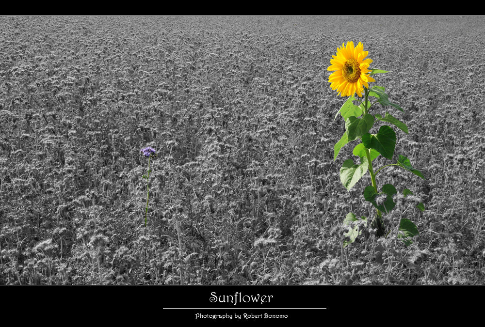 Sunflower - RELOADED -