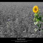 Sunflower - RELOADED -