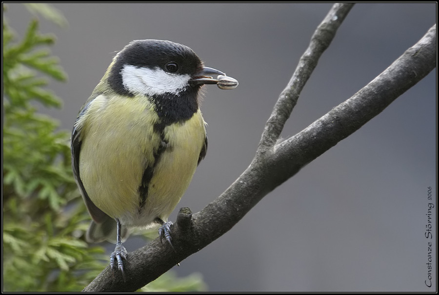 sunflower seed