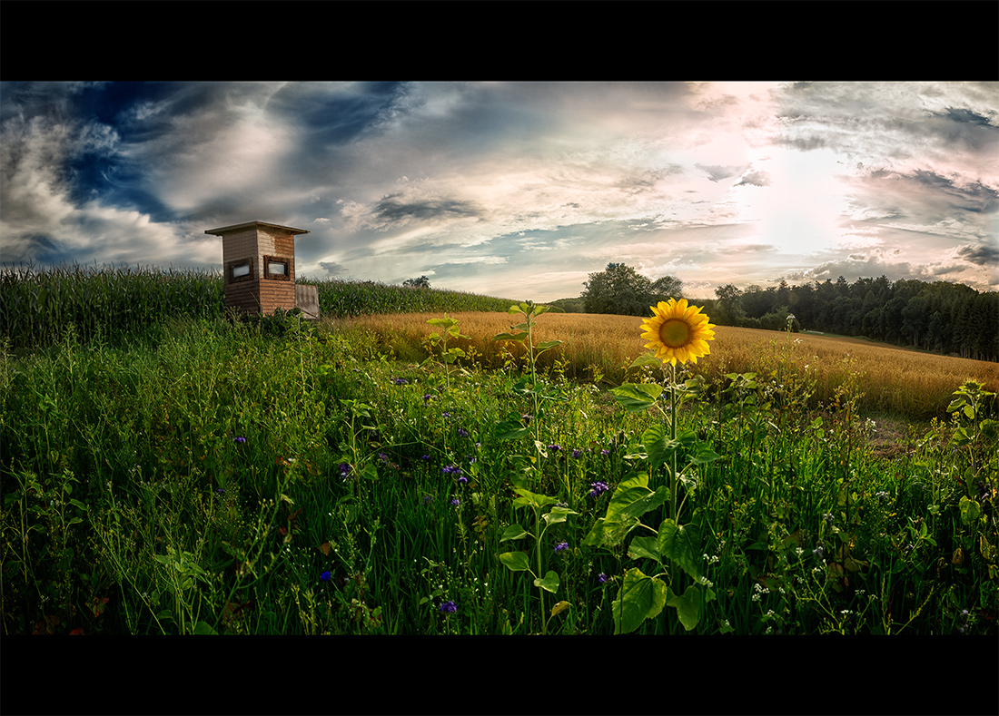 Sunflower Shooting