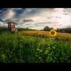 Sunflower Shooting