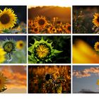 sunflower - sunpower