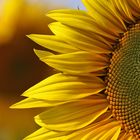 sunflower - sunpower