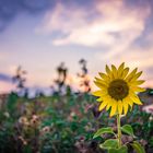 Sunflower Sunset 1