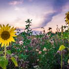 Sunflower Sunset 2