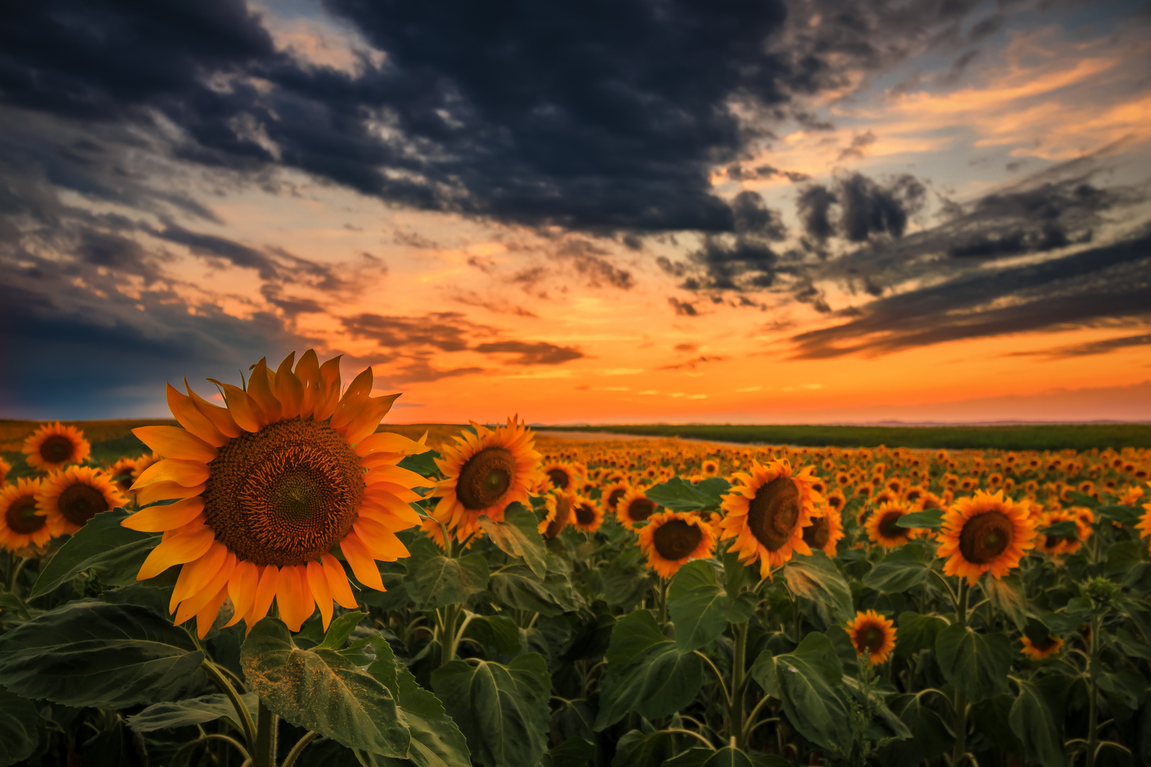 Sunflower - sunset