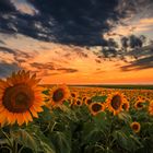 Sunflower - sunset