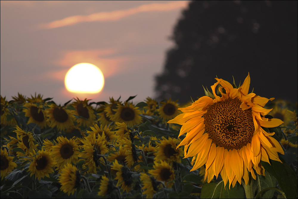 Sunflower Sunset