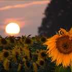 Sunflower Sunset