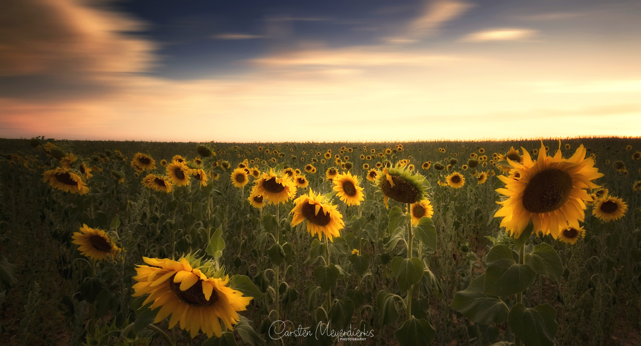 Sunflower Sunset