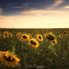 Sunflower Sunset