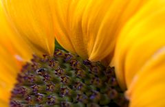 sunflower-time