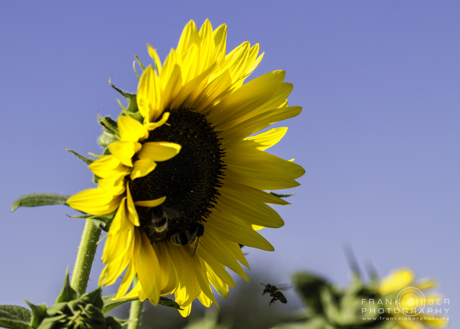 Sunflower Touchdown