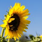 Sunflower Touchdown