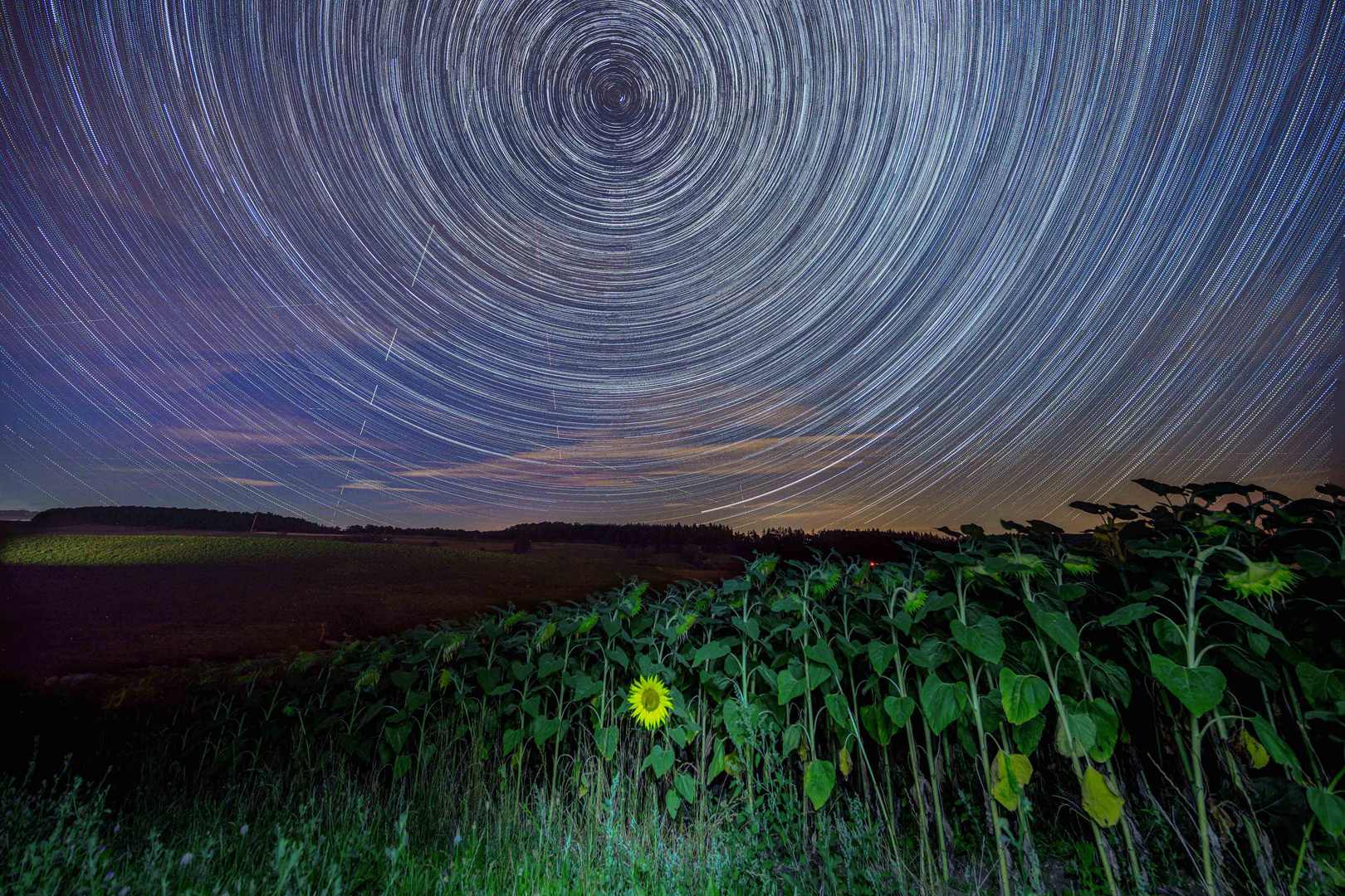 Sunflower under the Startrail