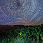 Sunflower under the Startrail