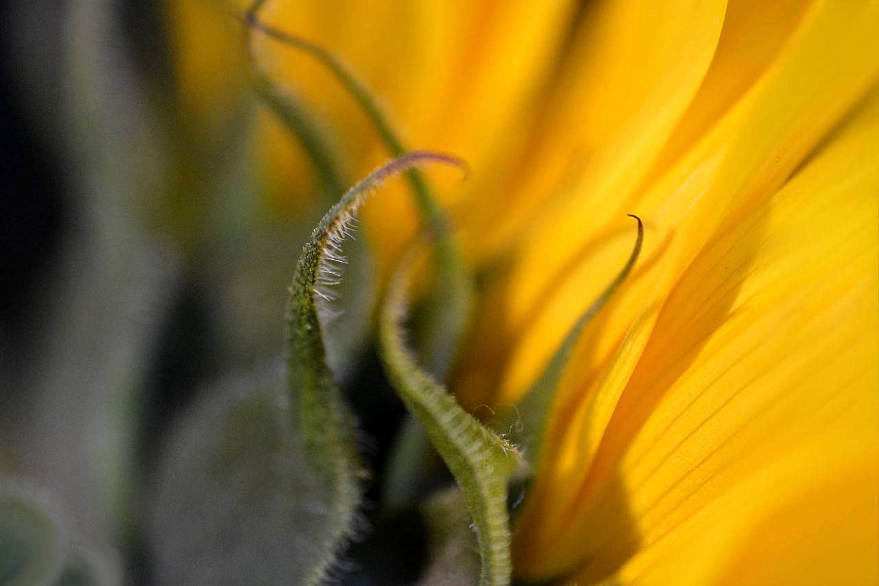 Sunflower V