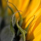 Sunflower V