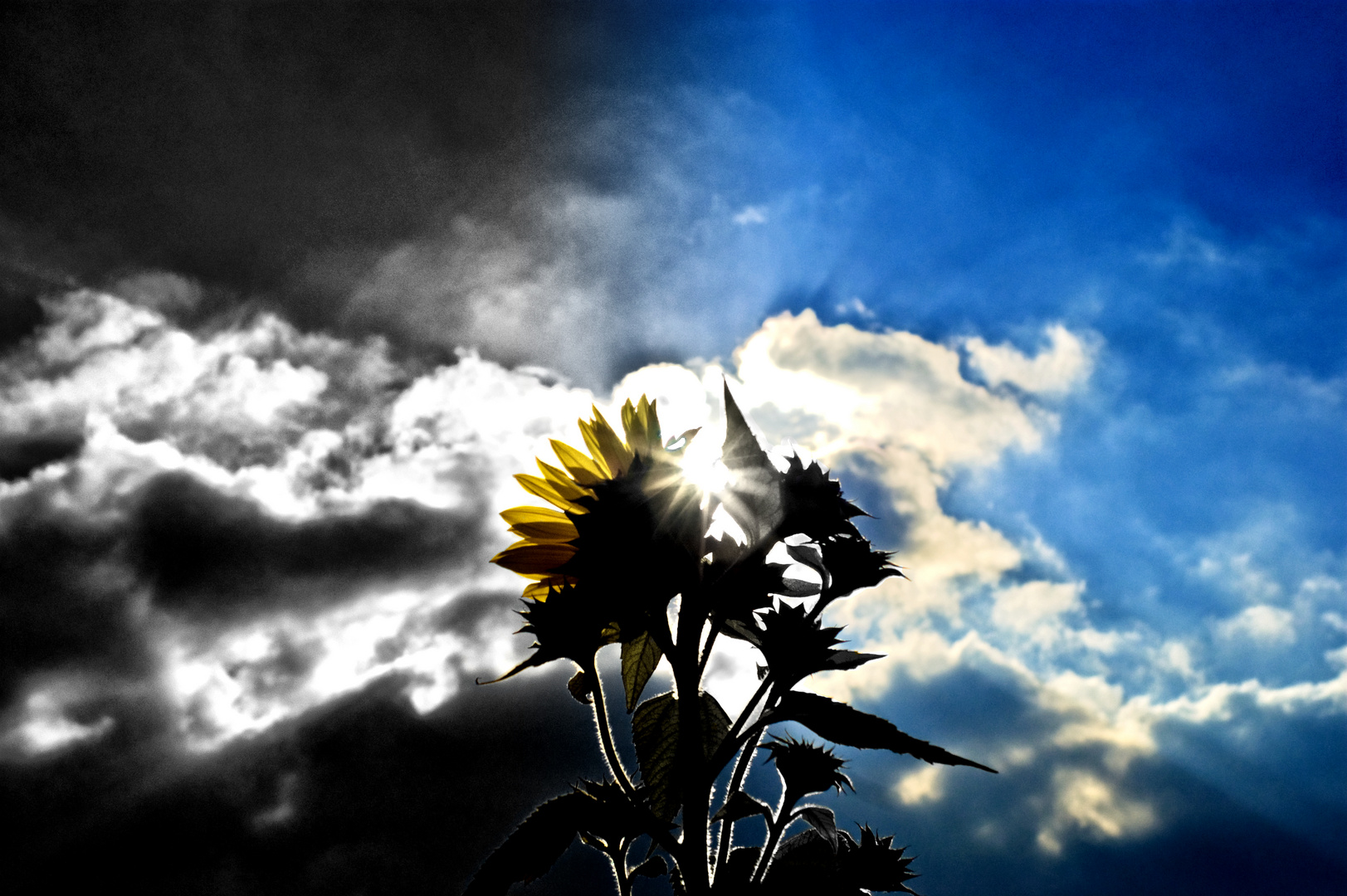Sunflower vs. Sun