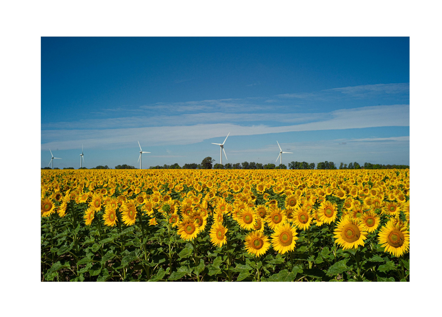 Sunflower Wendland ??