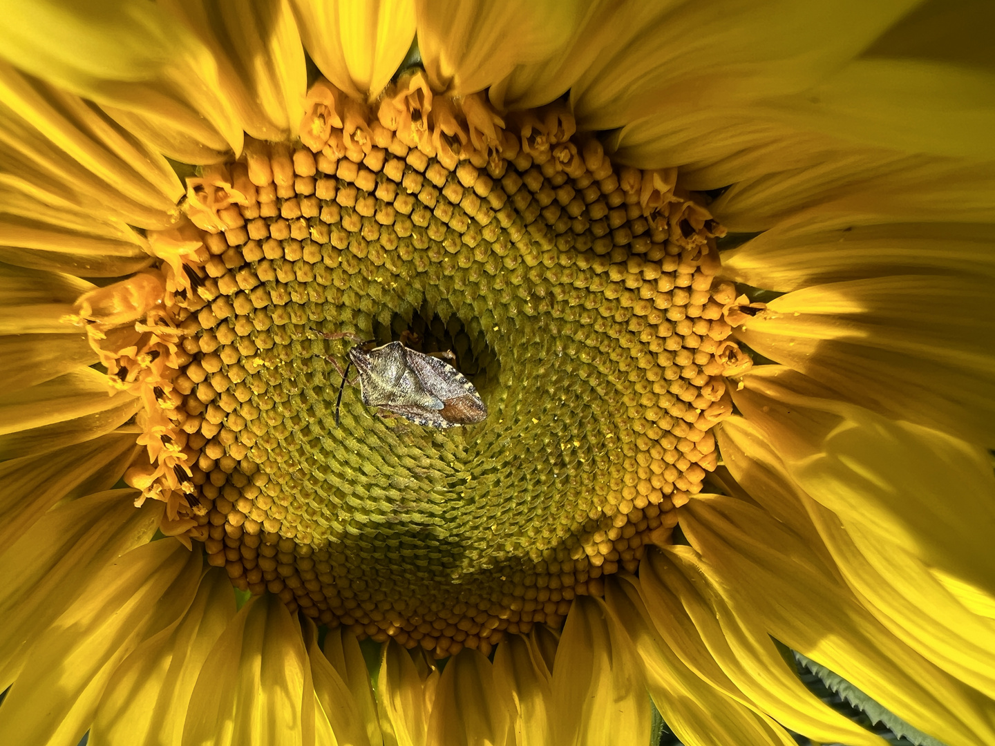 Sunflower with a bug